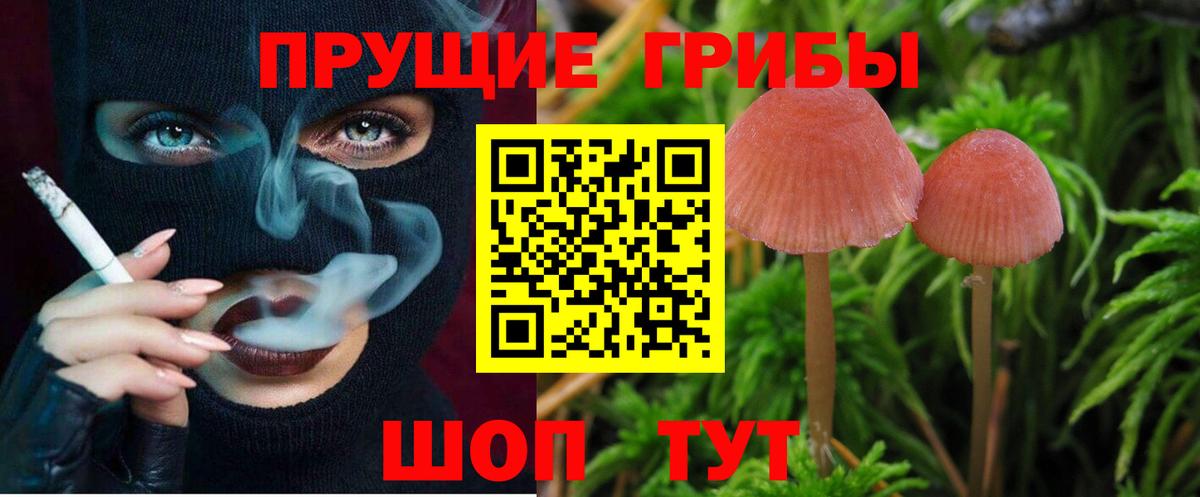 Галлюциногенные грибы Psilocybine cubensis  Вход с VPN  Заволжье  Псилоцибиновые грибы прущие грибы 